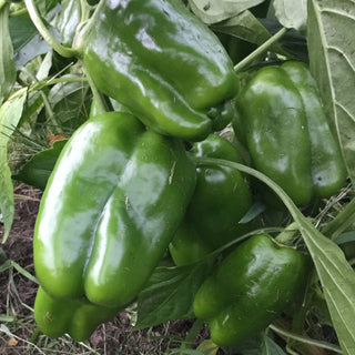 Pepper