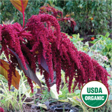 Fercita Amaranth