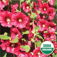 Ponsfordian Hollyhock